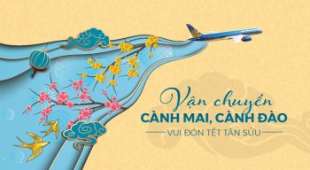 MAI ĐÀO ĐÓN TẾT - MIỄN PHÍ VẬN CHUYỂN